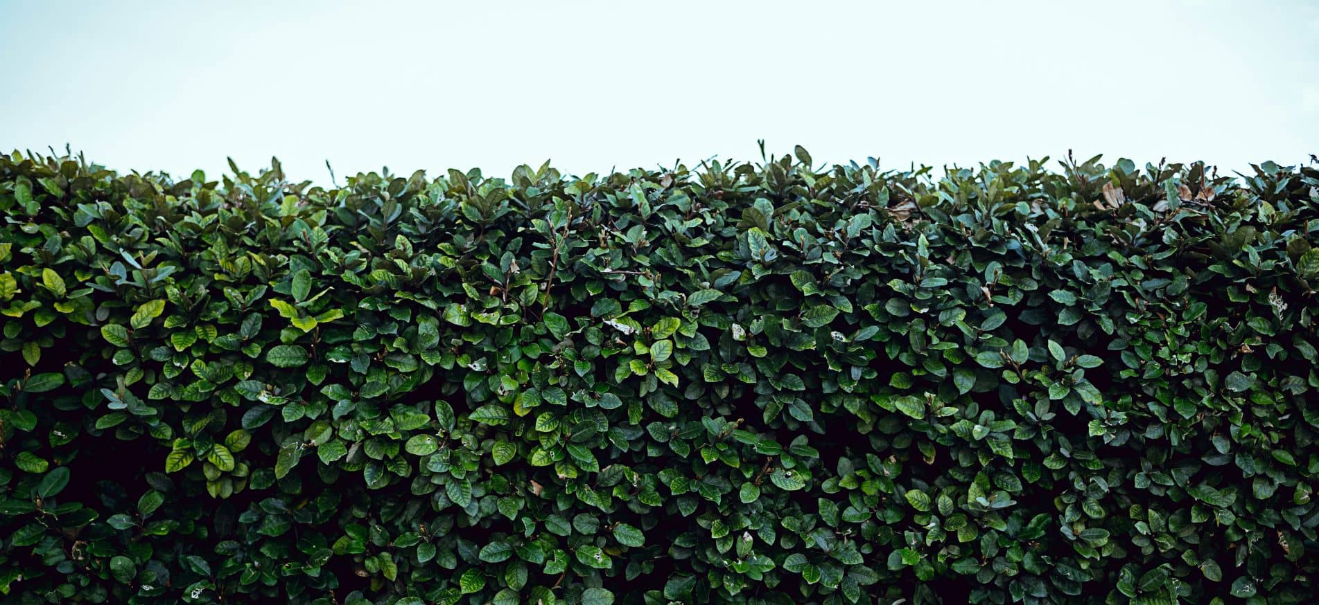 hedges